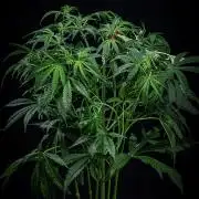 Chemical Candy Green House Seeds