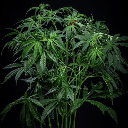 Chemical Candy Green House Seeds