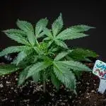 Maui Wowie Autoflower Seeds