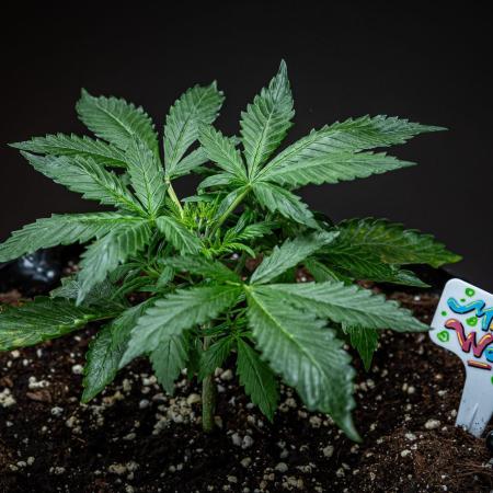 Maui Wowie Autoflower Seeds