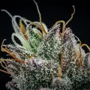 Chemical Candy Green House Seeds