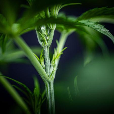 Chemical Candy Green House Seeds