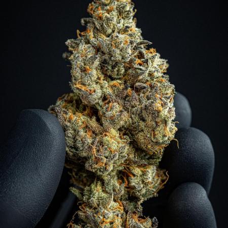 Candy House UKHTA Genetics