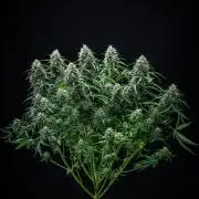 Sensi Supreme Oak Automatic Sensi Seeds