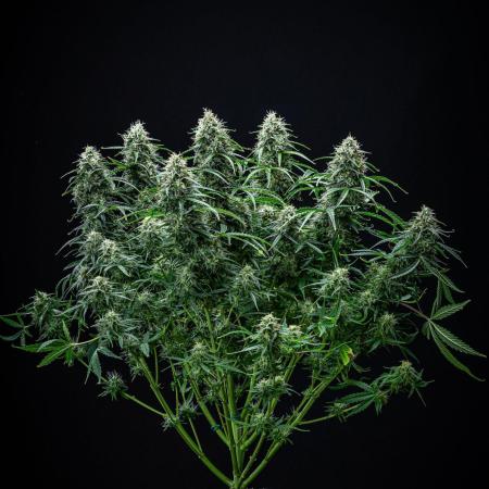 Sensi Supreme Oak Automatic Sensi Seeds