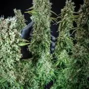 Dutch Treat Auto Zamnesia Seeds