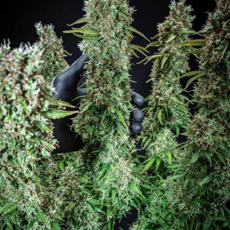 Dutch Treat Auto Zamnesia Seeds