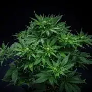 Lemon Cherry Cookies Auto Fast Buds