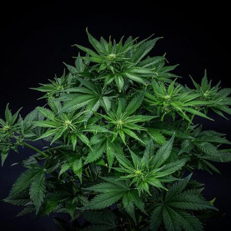 Lemon Cherry Cookies Auto Fast Buds