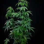 Ghost Train Haze Autoflower Zamnesia