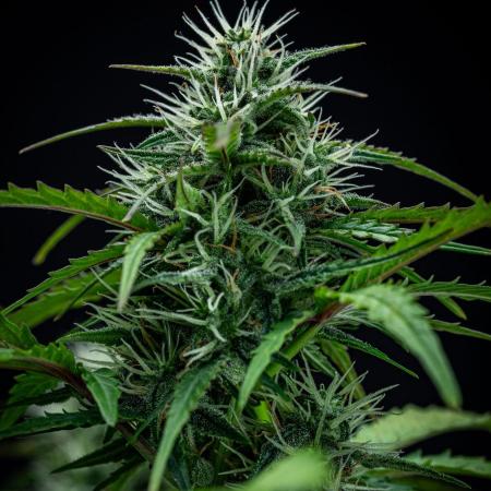 AK 2.0 XL Auto Ganja Farmer Seedbank