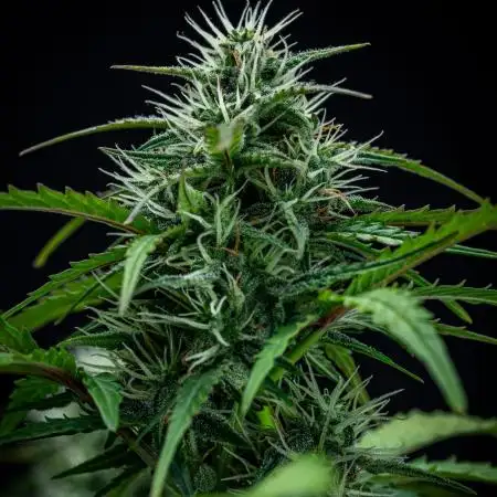 AK 2.0 XL Auto Ganja Farmer Seedbank