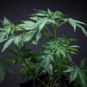 Ghost Train Haze Autoflower Zamnesia