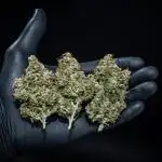 MAC #1 Auto Dutch Passion