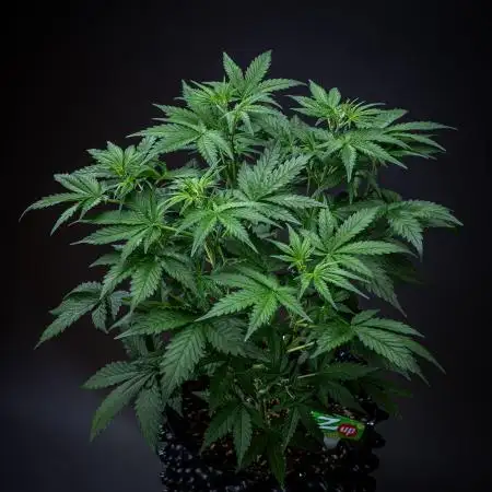 Z-UP Auto Fast Buds Indoor