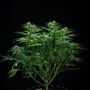 Sensi Supreme Oak Automatic Sensi Seeds