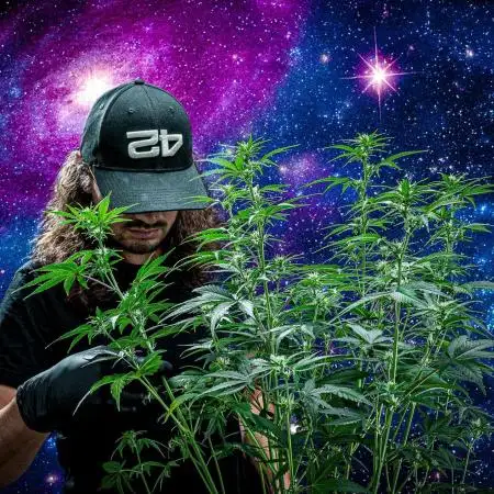 Z-UP Auto Fast Buds Indoor