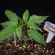 Purple Lemonade Auto RF3 Fast Buds