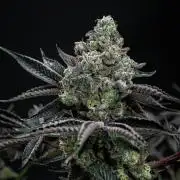 Candy House UKHTA Genetics