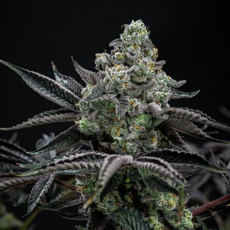 Candy House UKHTA Genetics