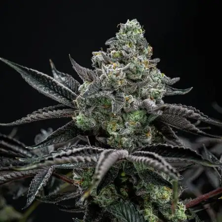 Candy House UKHTA Genetics