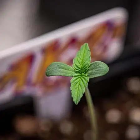 AK 2.0 XL Auto Ganja Farmer Seedbank
