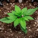 Sour Jealousy Auto Fast buds