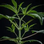 Frosted Guava Auto Green House Seed Co.