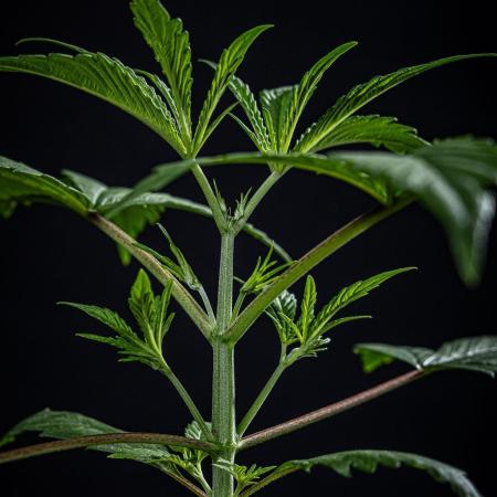 Frosted Guava Auto Green House Seed Co.