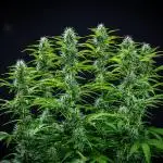 Dutch Treat Auto Zamnesia Seeds