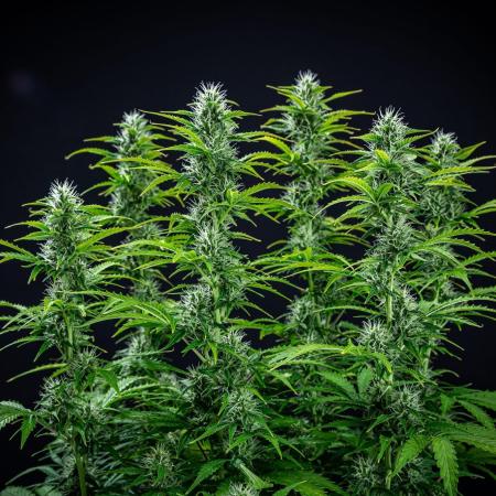 Dutch Treat Auto Zamnesia Seeds