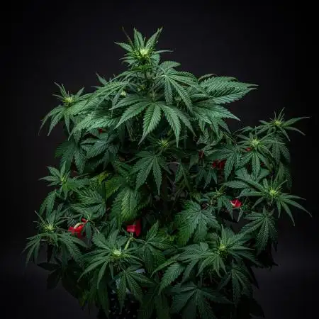 Sauvignon Blanc Automatic Sensi Seeds