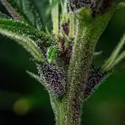 Purple Lemonade Auto RF3 Fast Buds