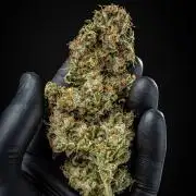 Auto Gelato Pyramid Seeds