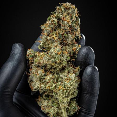 Auto Gelato Pyramid Seeds