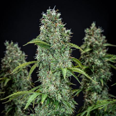 Dutch Treat Auto Zamnesia Seeds
