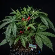 Frosted Guava Auto Green House Seed Co.