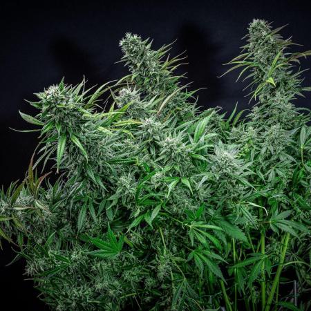 Auto Gelato Pyramid Seeds