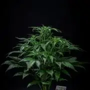 Strawberry Zkittlez Auto Ganja Farmer