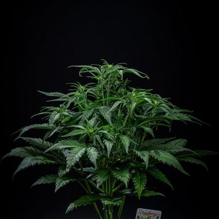 Strawberry Zkittlez Auto Ganja Farmer