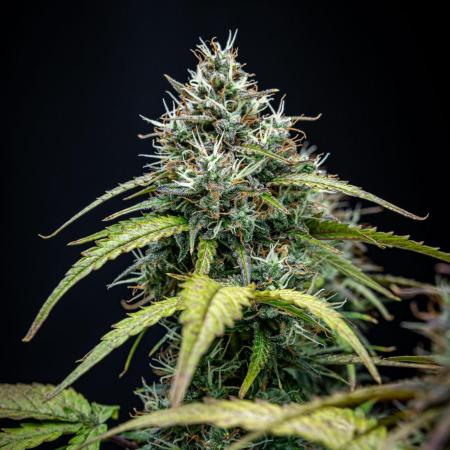 AK 2.0 XL Auto Ganja Farmer Seedbank