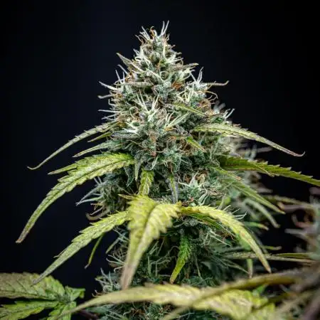 AK 2.0 XL Auto Ganja Farmer Seedbank