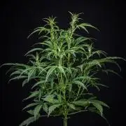 Frosted Guava Auto Green House Seed Co.