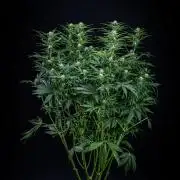 Passion Fruitz Automatic Zamnesia