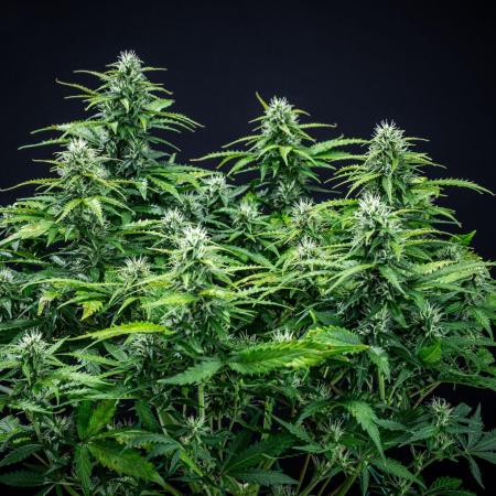 Maui Wowie Autoflower Seeds