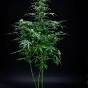 Ghost Train Haze Autoflower Zamnesia
