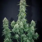 Ghost Train Haze Autoflower Zamnesia