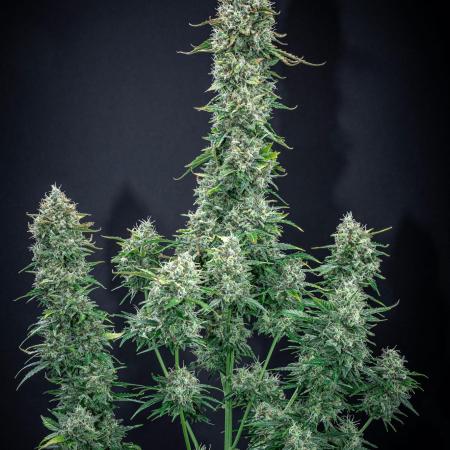 Ghost Train Haze Autoflower Zamnesia