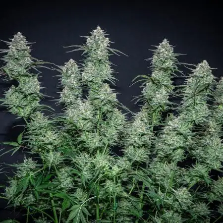 Z-UP Auto Fast Buds Indoor