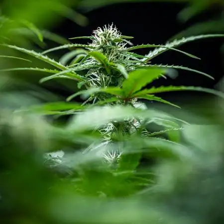 AK 2.0 XL Auto Ganja Farmer Seedbank